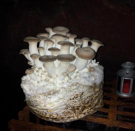 Hostel Gasthof Alter Felsenkeller