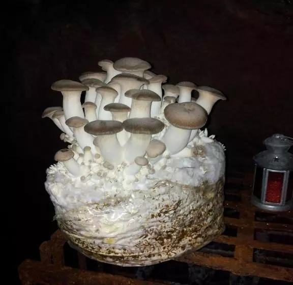 هاستل Gasthof Alter Felsenkeller