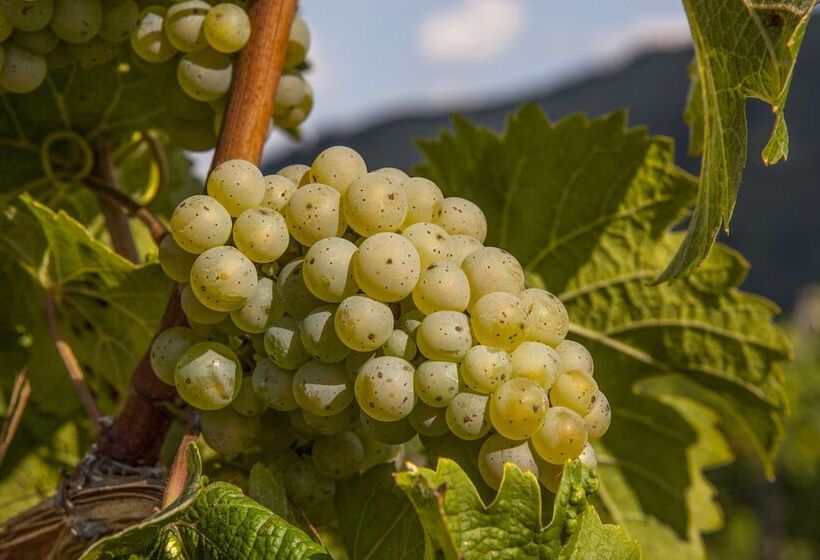 펜션 Landgasthof Winzerscheune