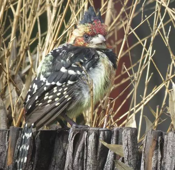 ペンション Fairview Cottages