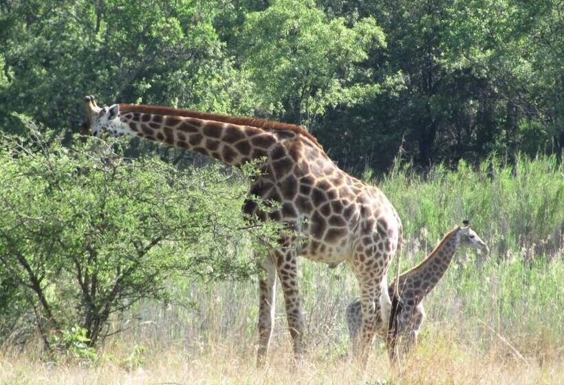 פנסיון La Barune Game Lodge