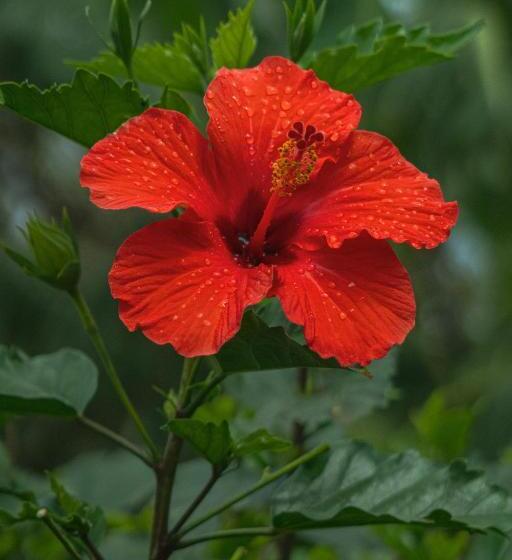 Hostel Hostal Y Cabañas Aorangi