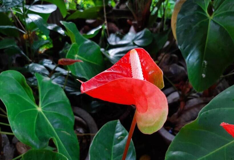 ペンション Lalanga Homestay