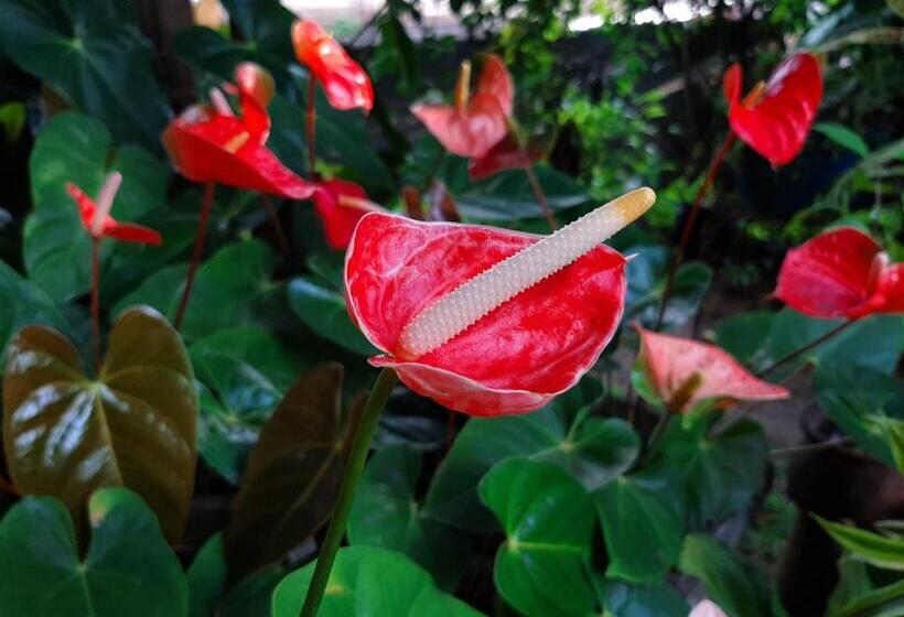 ペンション Lalanga Homestay