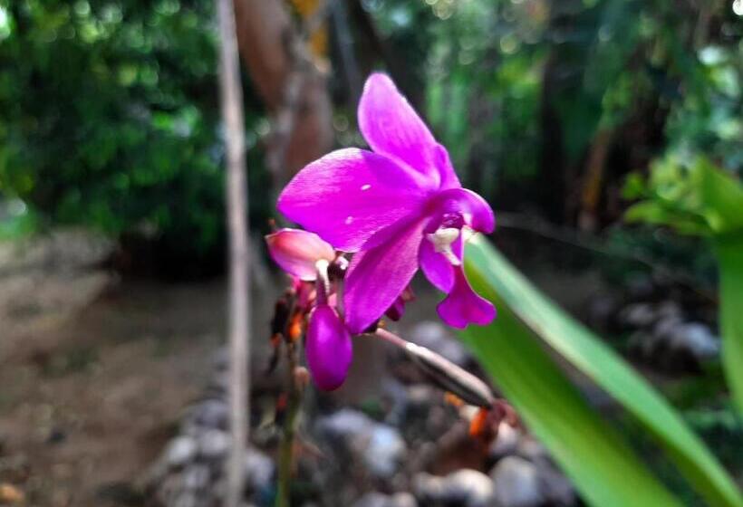 ペンション Lalanga Homestay