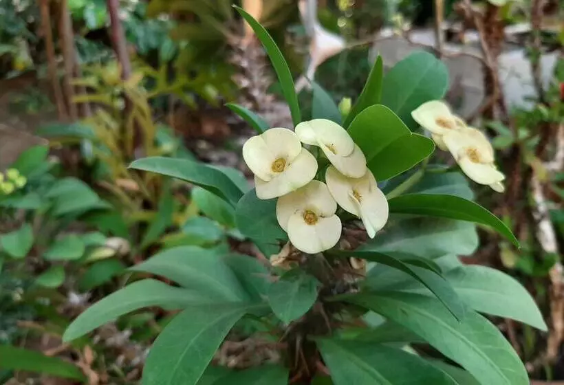 ペンション Lalanga Homestay