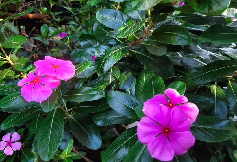 ペンション Lalanga Homestay