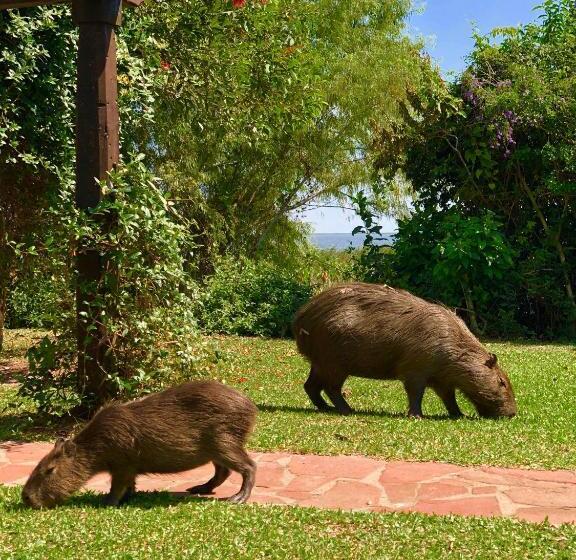 Hostel Posada Che Teindy