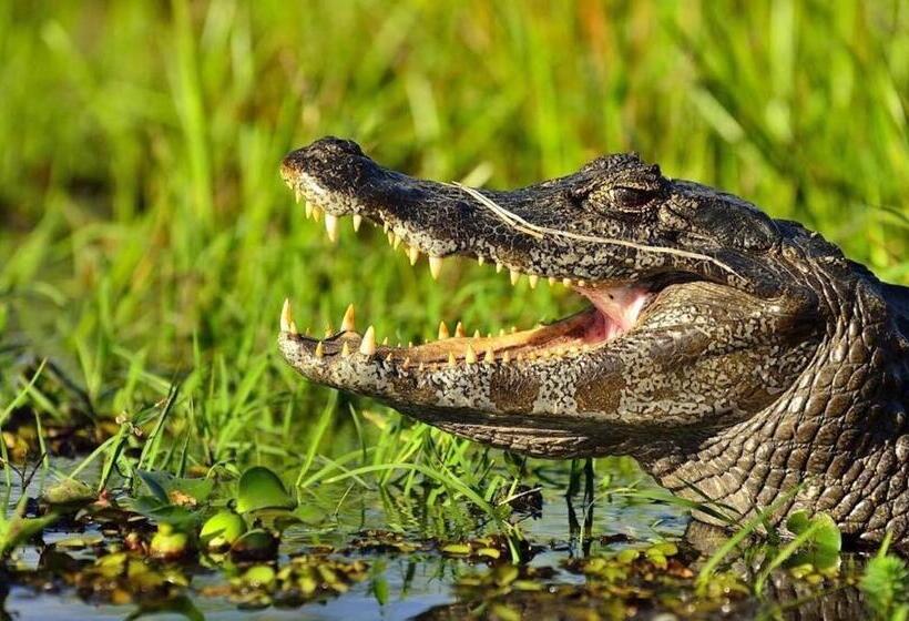 Hostel Posada Che Teindy