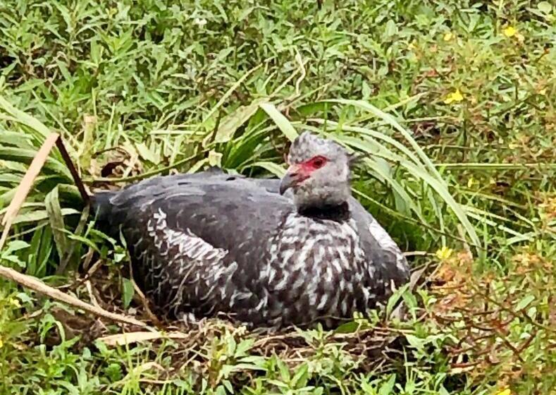Hostel Posada Che Teindy