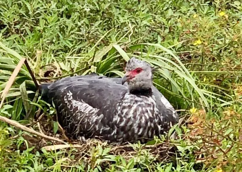ユースホステル Posada Che Teindy
