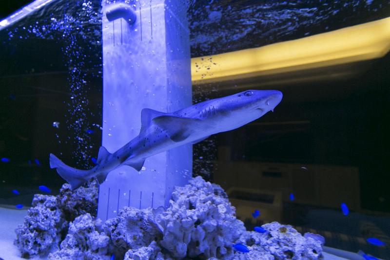 فندق Lotus Toyonaka