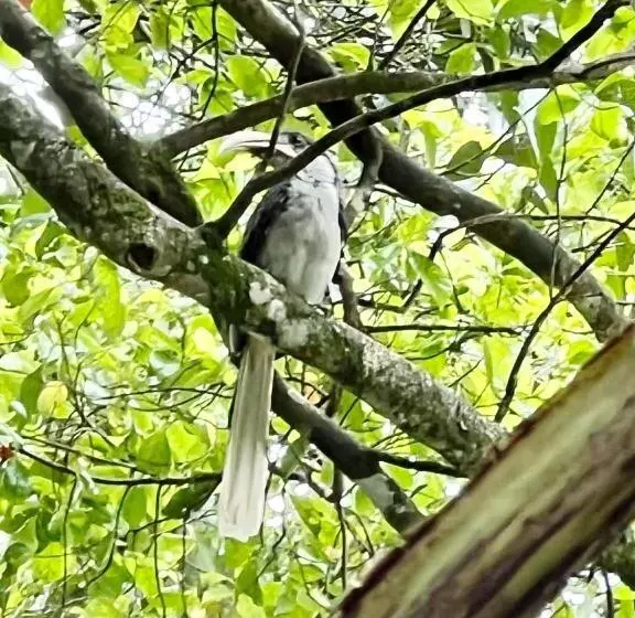 پانسیون Ella Secret Paradise