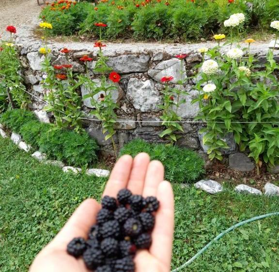 Pensão Guesthouse Dritan Tethorja