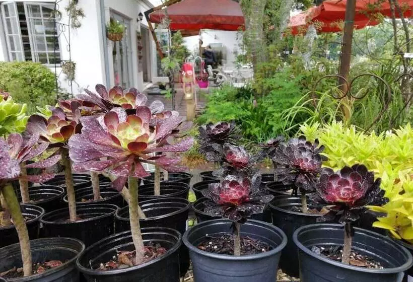 Majatalo Fiore Guest Accommodation