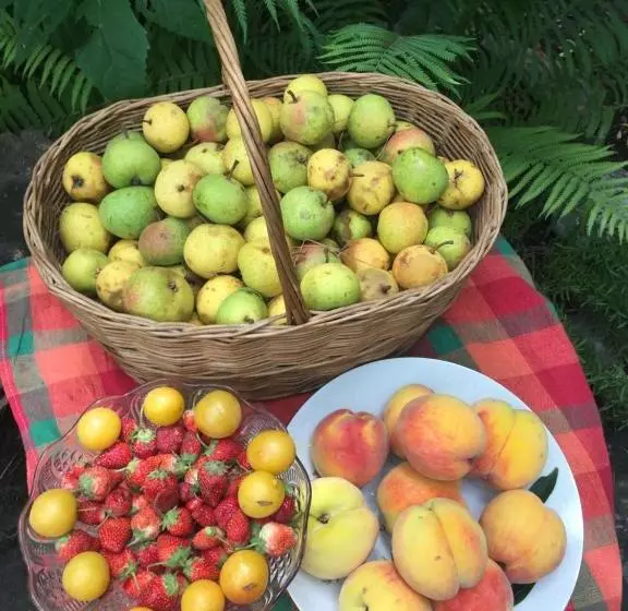 پانسیون Guest House Gzirishvili