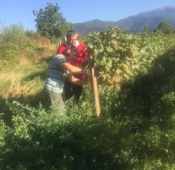 پانسیون Guest House Gzirishvili