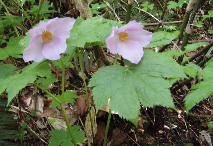 פנסיון Shinazawa