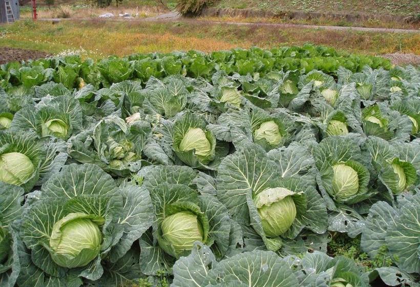 פנסיון Shinazawa