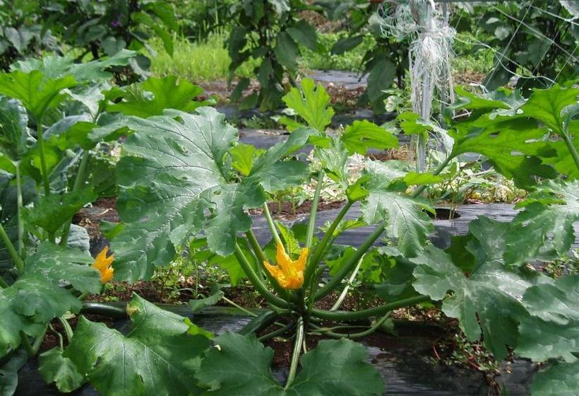 פנסיון Shinazawa