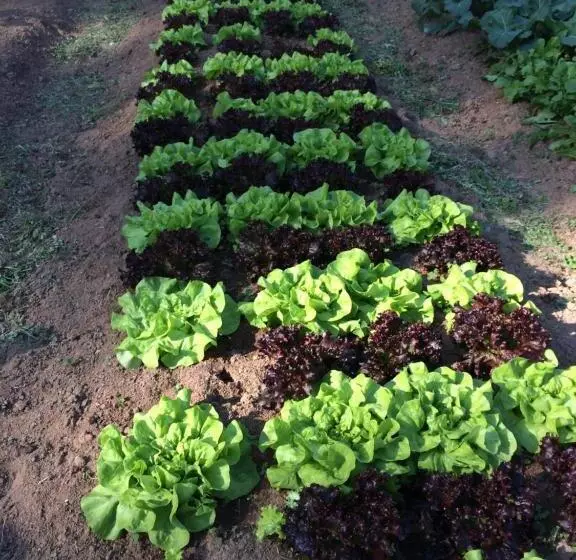 Majatalo Spazio Di Garda