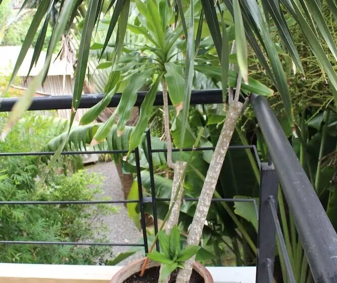 B Happy Resort   Sha Extraplus