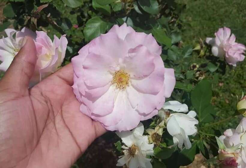 پانسیون Crown Inn Guest House