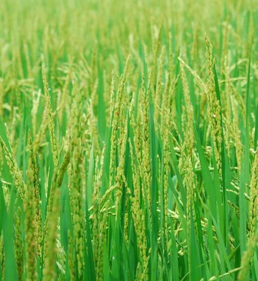 אתר נופש Triveny River Palace