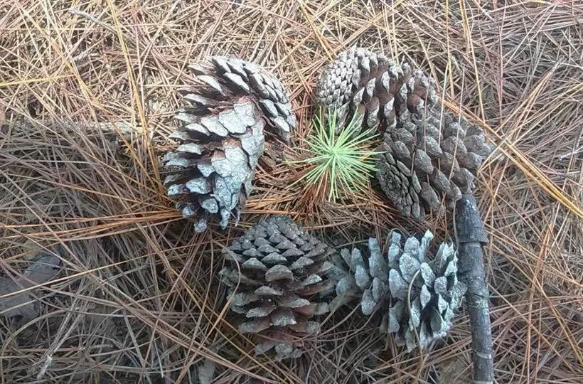 ペンション Sagada Heritage Village