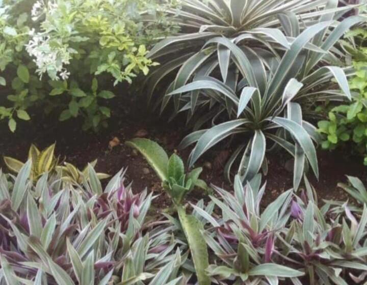 بنسيون The Seaside Garden Guesthouse