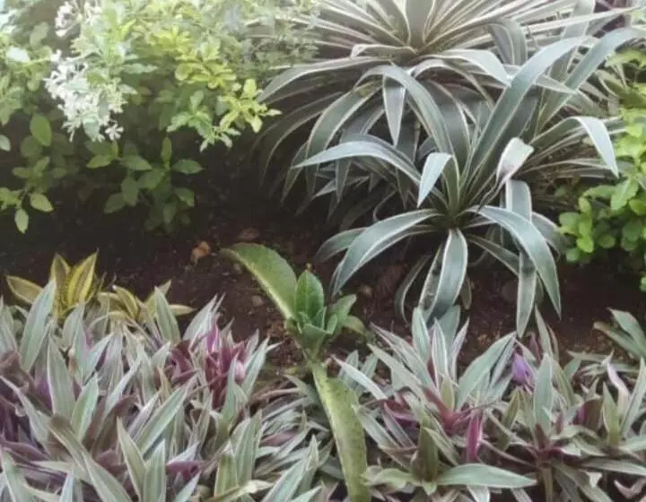 پانسیون The Seaside Garden Guesthouse