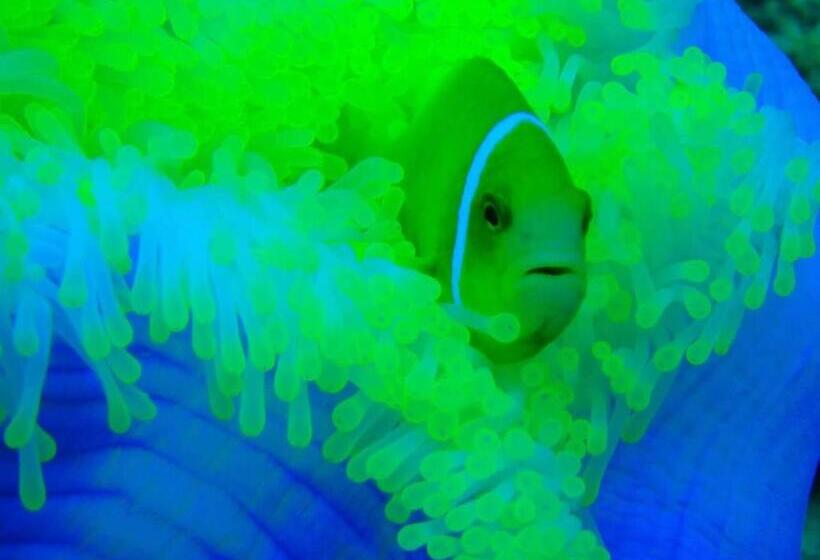 پانسیون Dhiffushi White Sand Beach