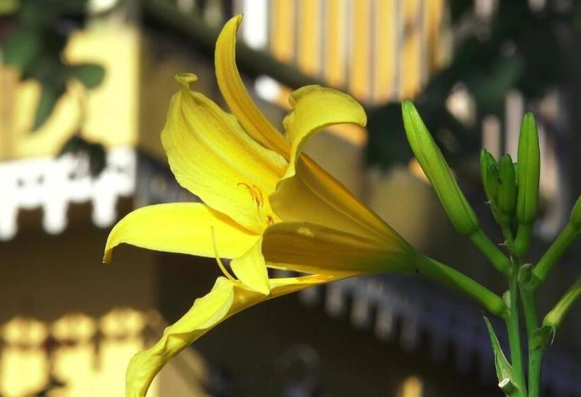 پانسیون Villa Laurina