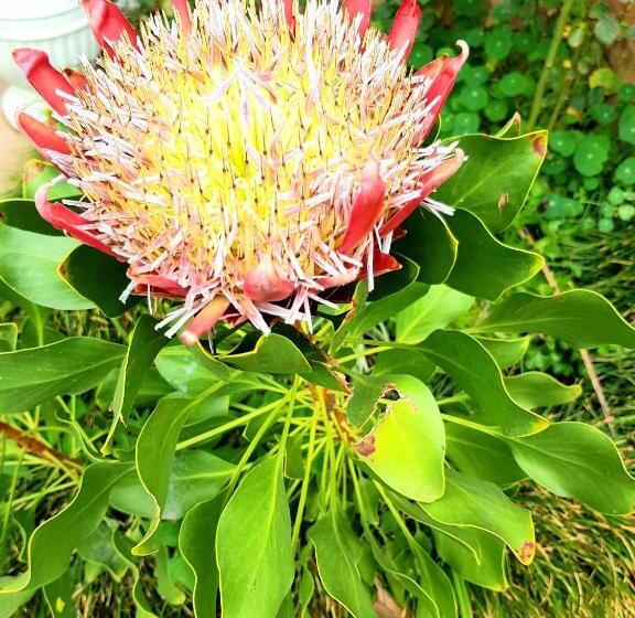 פנסיון Dormio Manor Guest Lodge