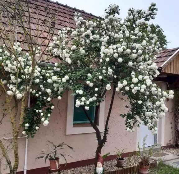 Majatalo Guest House Rózsakert