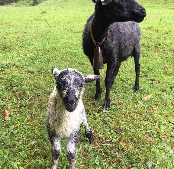 فندق U Dobrého Pastiera