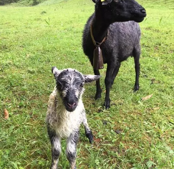 هتل U Dobrého Pastiera