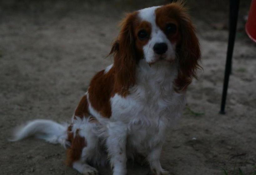 Hospedaria Big Garden Bahçeli Konak