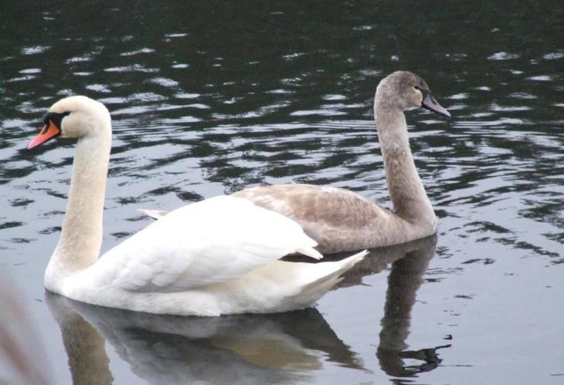 膳宿费 Gulbės Namai