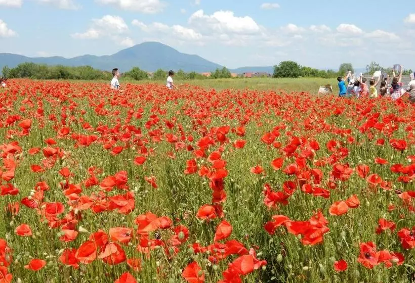 Pensiunea Cetatea Craiului