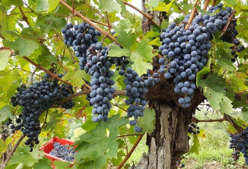 پانسیون Valentina Guest House At Pintar Wine Estate