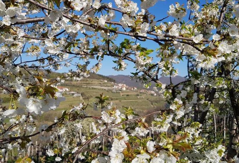 پانسیون Valentina Guest House At Pintar Wine Estate