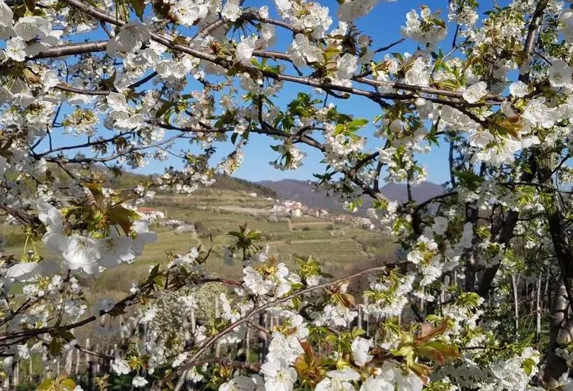پانسیون Valentina Guest House At Pintar Wine Estate