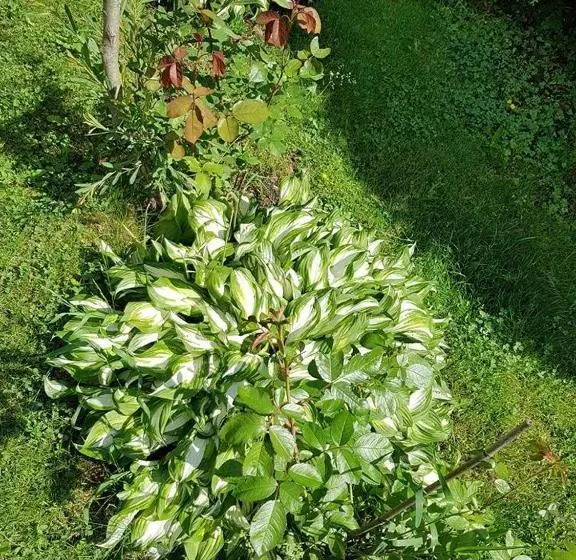 Pensiunea Liziera