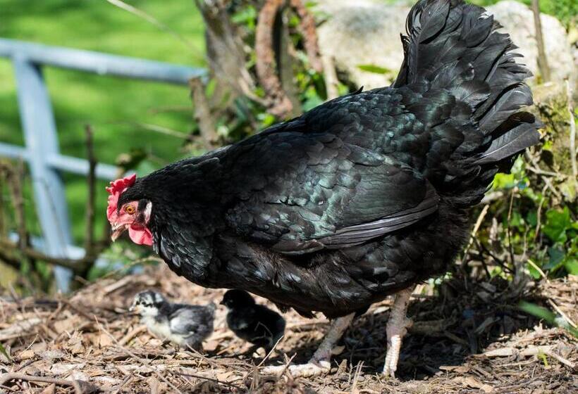 膳宿费 Abhainn Ri Farmhouse