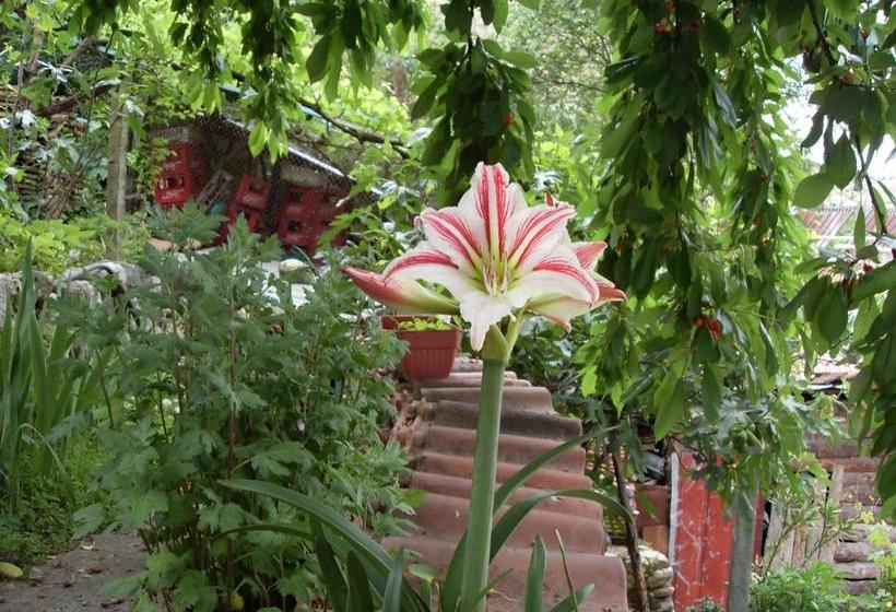 Pansiyon Guest House Rimski Most