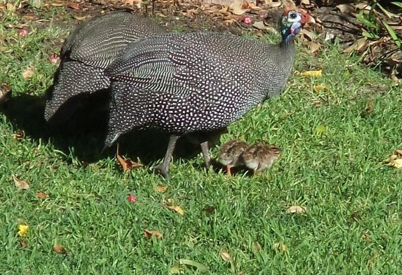 بنسيون Old Oak Guest House