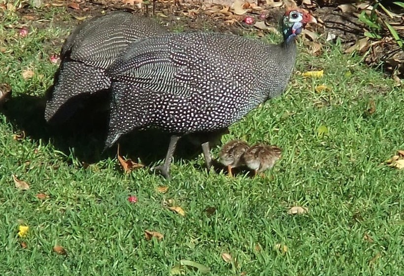 بنسيون Old Oak Guest House