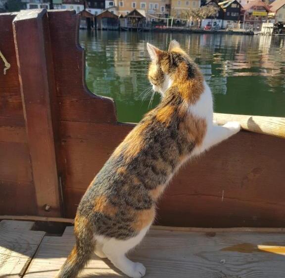 Vandrarhem Bräugasthof Hallstatt