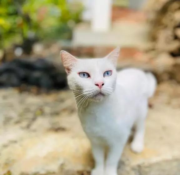 ペンション Coibahouse